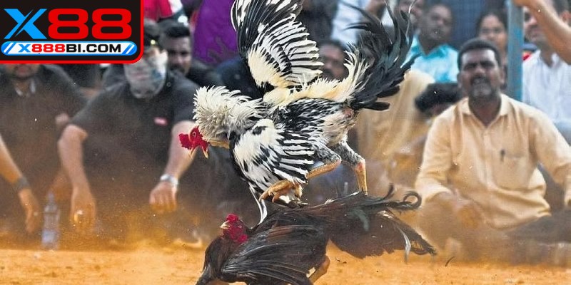Kinh nghiệm đặt cược đá gà cựa dao giúp tối ưu hóa cơ hội thắng