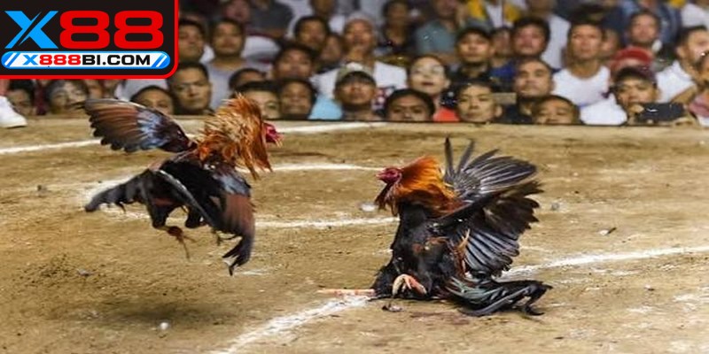 Quy định thi đấu đá gà cựa dao chuẩn xác dành cho người tham gia