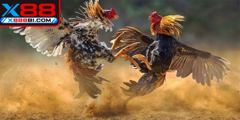 Đá gà cựa dao mang đến những trận kê chiến bùng nổ, kịch tính và đẫm máu