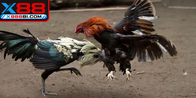 Bí quyết đặt cược đá gà Thomo hỗ trợ tăng tỷ lệ chiến thắng cao