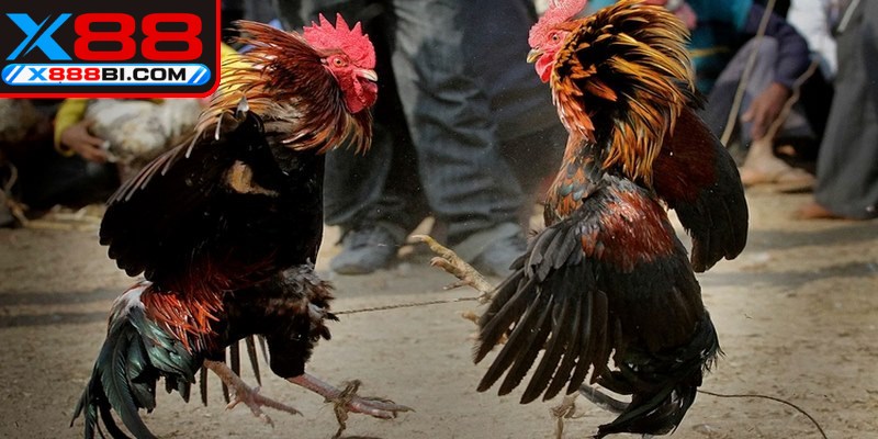 Các hình thức đá gà Thomo đa dạng mang lại trải nghiệm độc đáo